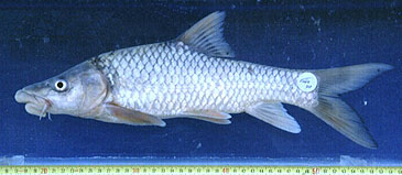 1314_Leo Nagelkerke_Ethiopian Yellowfish_Labeobarbus nedgia.jpg